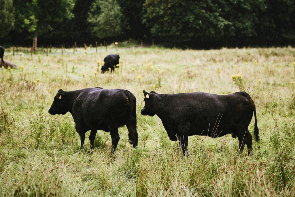 black angus grass fed beef